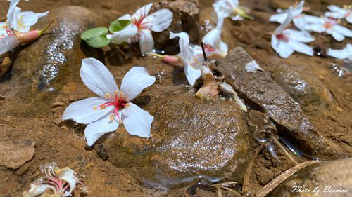 0502 3-瑪西桐花06.jpg