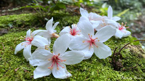 0502 3-瑪西桐花04.jpg