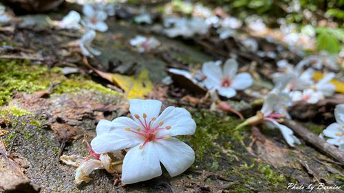 0502 3-瑪西桐花10.jpg