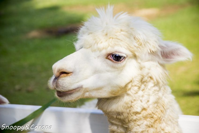 【玩樂．桃園】大溪景點／富田香草休閒農場～夢幻水上玻璃教堂、近距離餵養小動物，好玩好拍適合情侶與親子