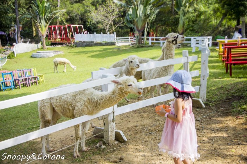 【玩樂．桃園】大溪景點／富田香草休閒農場～夢幻水上玻璃教堂、近距離餵養小動物，好玩好拍適合情侶與親子