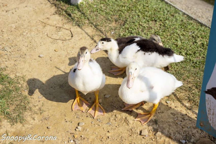 【玩樂．桃園】大溪景點／富田香草休閒農場～夢幻水上玻璃教堂、近距離餵養小動物，好玩好拍適合情侶與親子