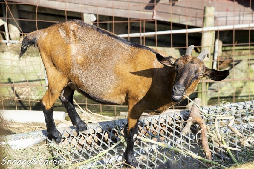 【玩樂．桃園】大溪景點／富田香草休閒農場～夢幻水上玻璃教堂、近距離餵養小動物，好玩好拍適合情侶與親子