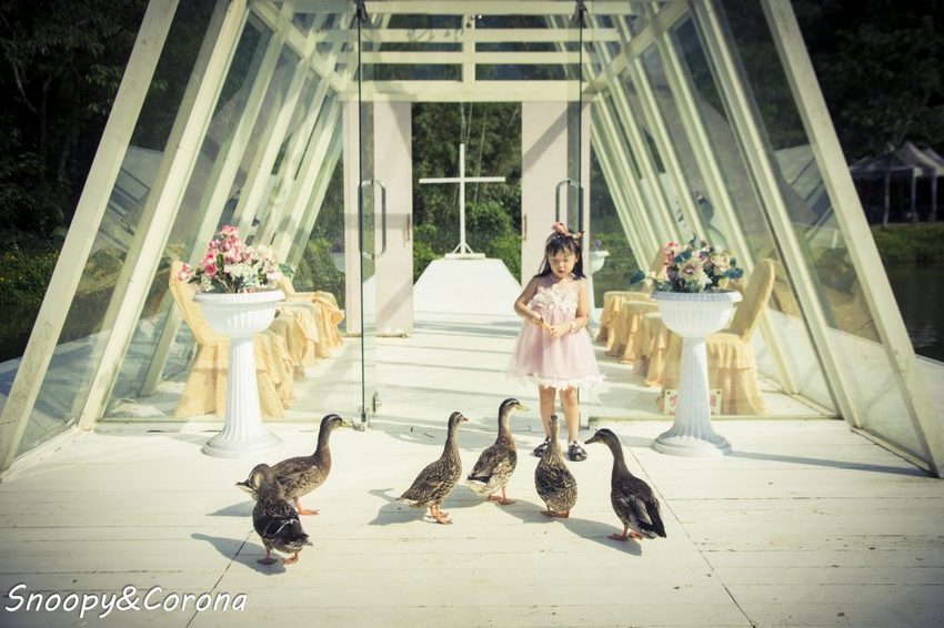 【玩樂．桃園】大溪景點／富田香草休閒農場～夢幻水上玻璃教堂、近距離餵養小動物，好玩好拍適合情侶與親子