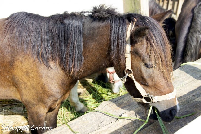 【玩樂．桃園】大溪景點／富田香草休閒農場～夢幻水上玻璃教堂、近距離餵養小動物，好玩好拍適合情侶與親子