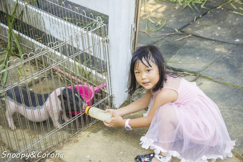 【玩樂．桃園】大溪景點／富田香草休閒農場～夢幻水上玻璃教堂、近距離餵養小動物，好玩好拍適合情侶與親子