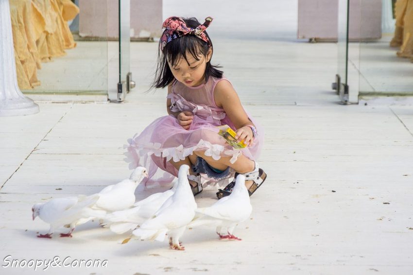 【玩樂．桃園】大溪景點／富田香草休閒農場～夢幻水上玻璃教堂、近距離餵養小動物，好玩好拍適合情侶與親子