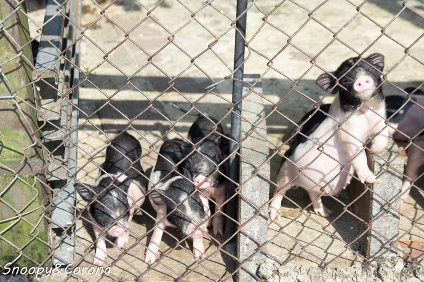 【玩樂．桃園】大溪景點／富田香草休閒農場～夢幻水上玻璃教堂、近距離餵養小動物，好玩好拍適合情侶與親子