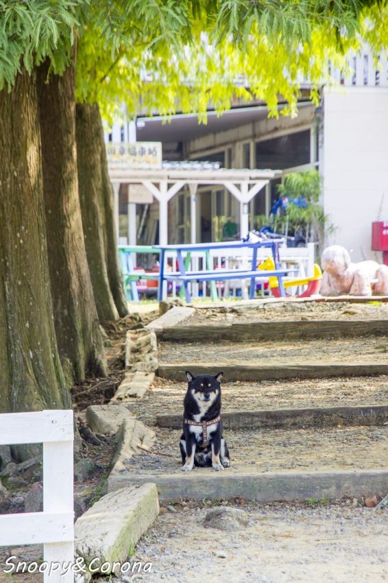 【玩樂．桃園】大溪景點／富田香草休閒農場～夢幻水上玻璃教堂、近距離餵養小動物，好玩好拍適合情侶與親子