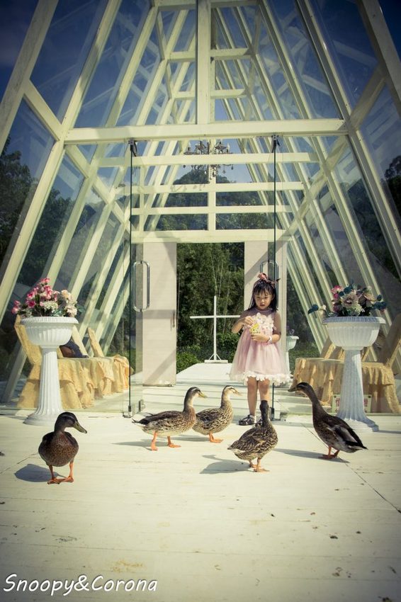 【玩樂．桃園】大溪景點／富田香草休閒農場～夢幻水上玻璃教堂、近距離餵養小動物，好玩好拍適合情侶與親子