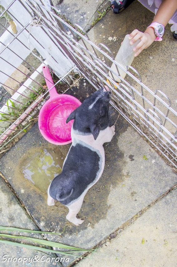 【玩樂．桃園】大溪景點／富田香草休閒農場～夢幻水上玻璃教堂、近距離餵養小動物，好玩好拍適合情侶與親子