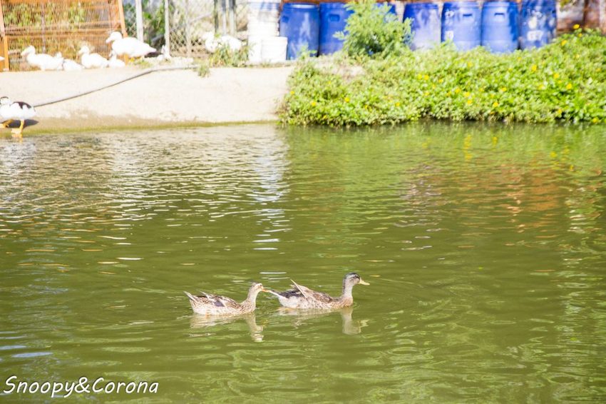 【玩樂．桃園】大溪景點／富田香草休閒農場～夢幻水上玻璃教堂、近距離餵養小動物，好玩好拍適合情侶與親子