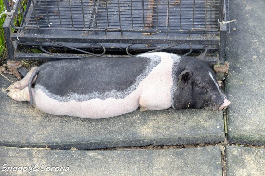 【玩樂．桃園】大溪景點／富田香草休閒農場～夢幻水上玻璃教堂、近距離餵養小動物，好玩好拍適合情侶與親子