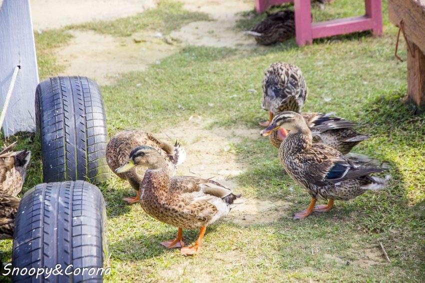 【玩樂．桃園】大溪景點／富田香草休閒農場～夢幻水上玻璃教堂、近距離餵養小動物，好玩好拍適合情侶與親子