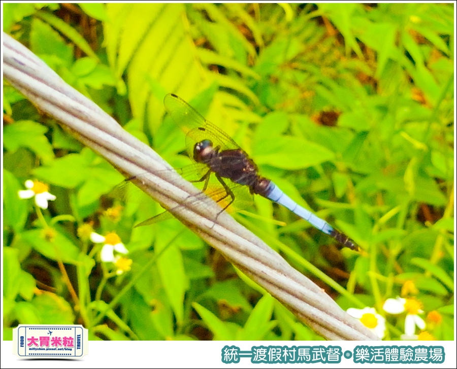 統一渡假村馬武督-樂活體驗農場@大胃米粒0047.jpg