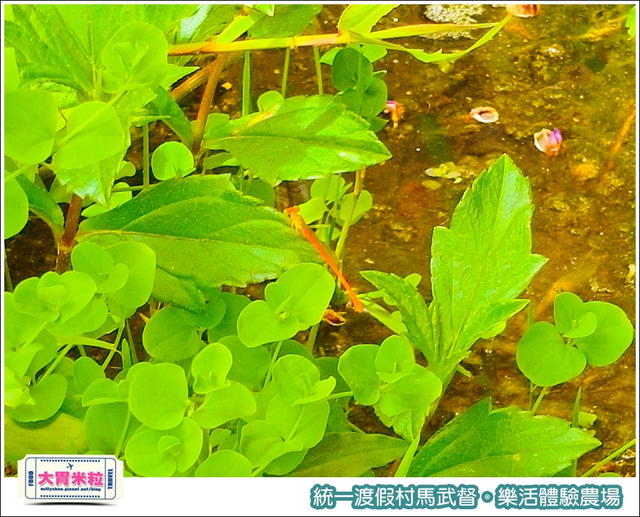統一渡假村馬武督-樂活體驗農場@大胃米粒0048.jpg