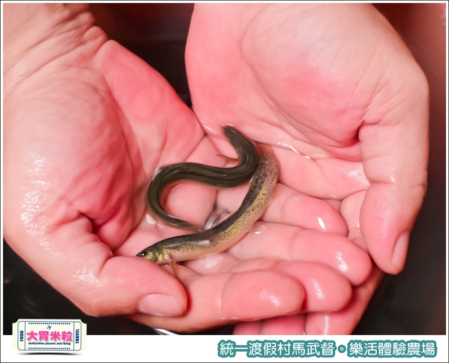 統一渡假村馬武督-樂活體驗農場@大胃米粒0045.jpg