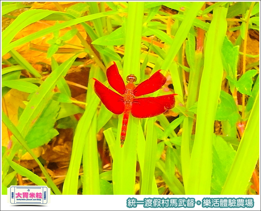 統一渡假村馬武督-樂活體驗農場@大胃米粒0046.jpg