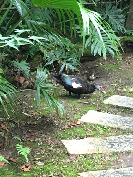 ［新竹］六星集民宿 峇里島包棟私人游泳池