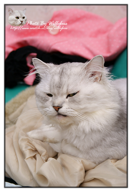 水牛城晚餐－200元烤肉吃到飽(苗栗後龍)