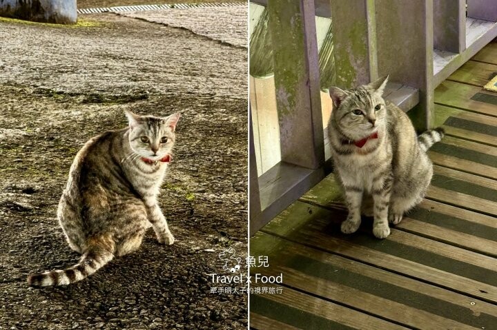 貓咪駐店,住宿、餐食與賞螢|森林系童話故事小屋,苗栗南庄─橄欖樹咖啡民宿 - 魚兒 x 牽手明太子的「視」界旅行