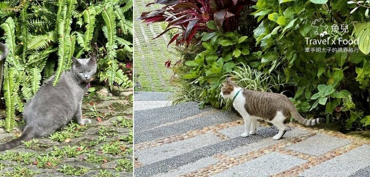 貓咪駐店,住宿、餐食與賞螢|森林系童話故事小屋,苗栗南庄─橄欖樹咖啡民宿 - 魚兒 x 牽手明太子的「視」界旅行