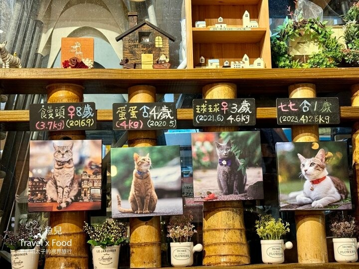 貓咪駐店,住宿、餐食與賞螢|森林系童話故事小屋,苗栗南庄─橄欖樹咖啡民宿 - 魚兒 x 牽手明太子的「視」界旅行