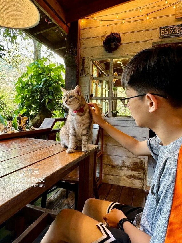 貓咪駐店,住宿、餐食與賞螢|森林系童話故事小屋,苗栗南庄─橄欖樹咖啡民宿 - 魚兒 x 牽手明太子的「視」界旅行