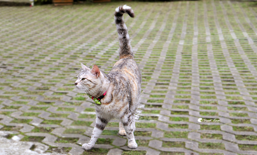 南庄橄欖樹咖啡民宿