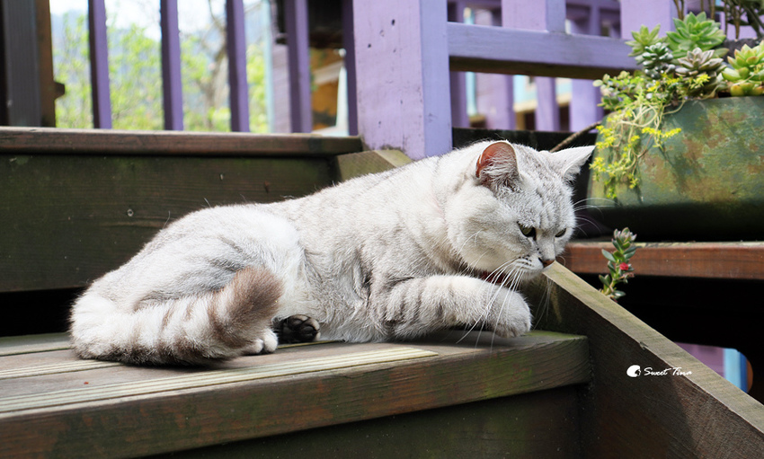 南庄橄欖樹咖啡民宿