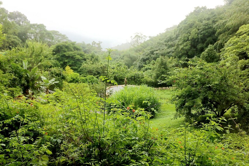 隱身山林中的童話小屋,和人一樣高的繡球花田盛開中.異國風料理好拍又好吃.桃園復興景觀餐廳/特色渡假民宿推