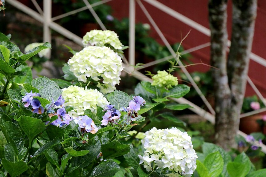 隱身山林中的童話小屋,和人一樣高的繡球花田盛開中.異國風料理好拍又好吃.桃園復興景觀餐廳/特色渡假民宿推