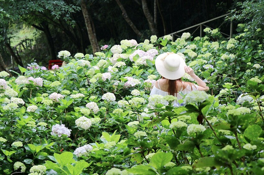 隱身山林中的童話小屋,和人一樣高的繡球花田盛開中.異國風料理好拍又好吃.桃園復興景觀餐廳/特色渡假民宿推