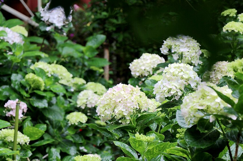 隱身山林中的童話小屋,和人一樣高的繡球花田盛開中.異國風料理好拍又好吃.桃園復興景觀餐廳/特色渡假民宿推