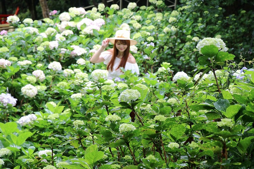 隱身山林中的童話小屋,和人一樣高的繡球花田盛開中.異國風料理好拍又好吃.桃園復興景觀餐廳/特色渡假民宿推