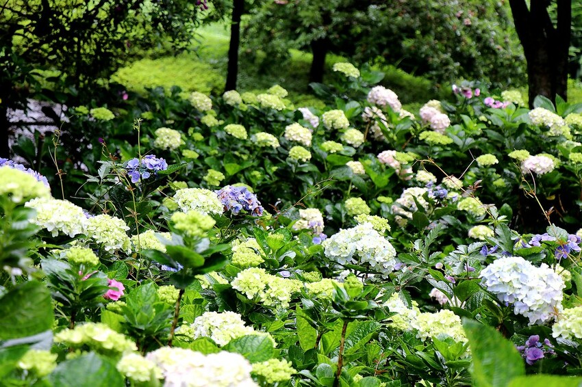 隱身山林中的童話小屋,和人一樣高的繡球花田盛開中.異國風料理好拍又好吃.桃園復興景觀餐廳/特色渡假民宿推