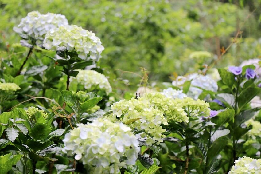 隱身山林中的童話小屋,和人一樣高的繡球花田盛開中.異國風料理好拍又好吃.桃園復興景觀餐廳/特色渡假民宿推