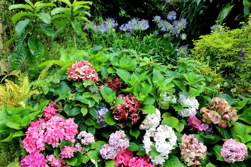 隱身山林中的童話小屋,和人一樣高的繡球花田盛開中.異國風料理好拍又好吃.桃園復興景觀餐廳/特色渡假民宿推