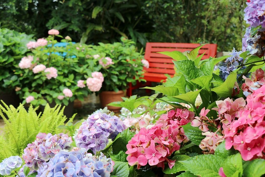 隱身山林中的童話小屋,和人一樣高的繡球花田盛開中.異國風料理好拍又好吃.桃園復興景觀餐廳/特色渡假民宿推