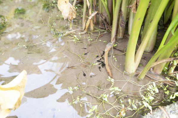 竹子湖綠山谷咖啡廳 - 1