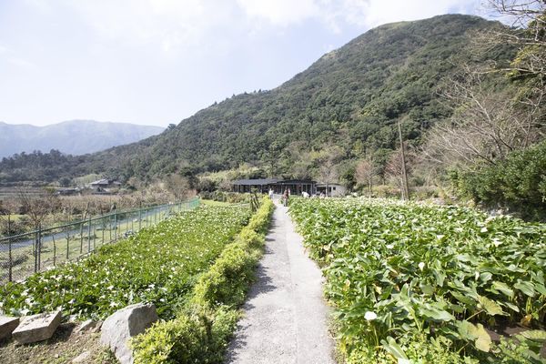 竹子湖綠山谷咖啡廳 - 18