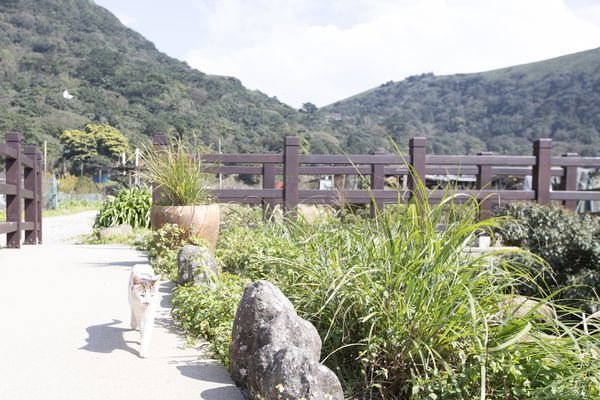 竹子湖綠山谷咖啡廳 - 23