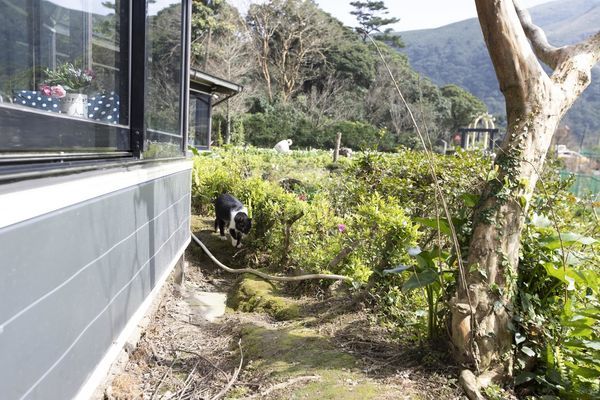 竹子湖綠山谷咖啡廳 - 4