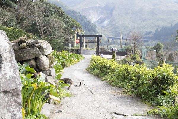 竹子湖綠山谷咖啡廳 - 2