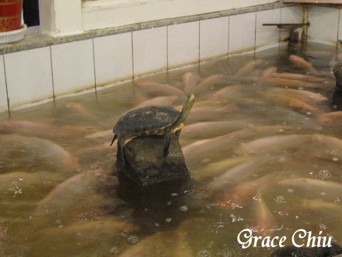 金獅大酒樓:金獅大酒樓~推車小點懷舊港式飲茶,港點好好味!(萬華.西門町) 金獅大酒樓:金獅大酒樓~推車小點懷舊港式飲茶,港點好好味!(萬華.西門町)