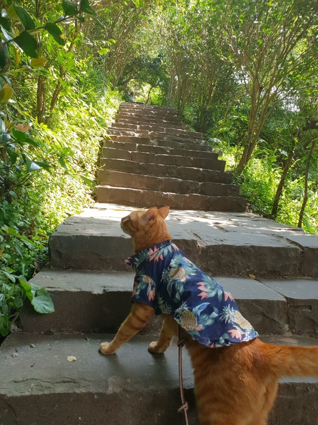 【新北.五股】觀音山硬漢嶺+bobo豹豹咖啡森林館內有多隻店貓