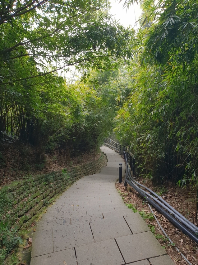 【新北.五股】觀音山硬漢嶺+bobo豹豹咖啡森林館內有多隻店貓