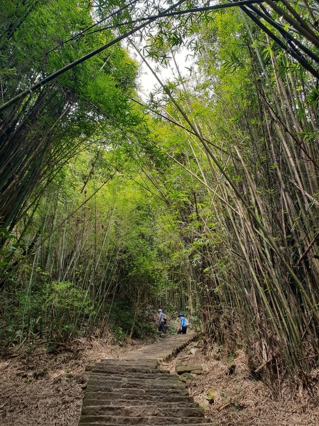 【新北.五股】觀音山硬漢嶺+bobo豹豹咖啡森林館內有多隻店貓