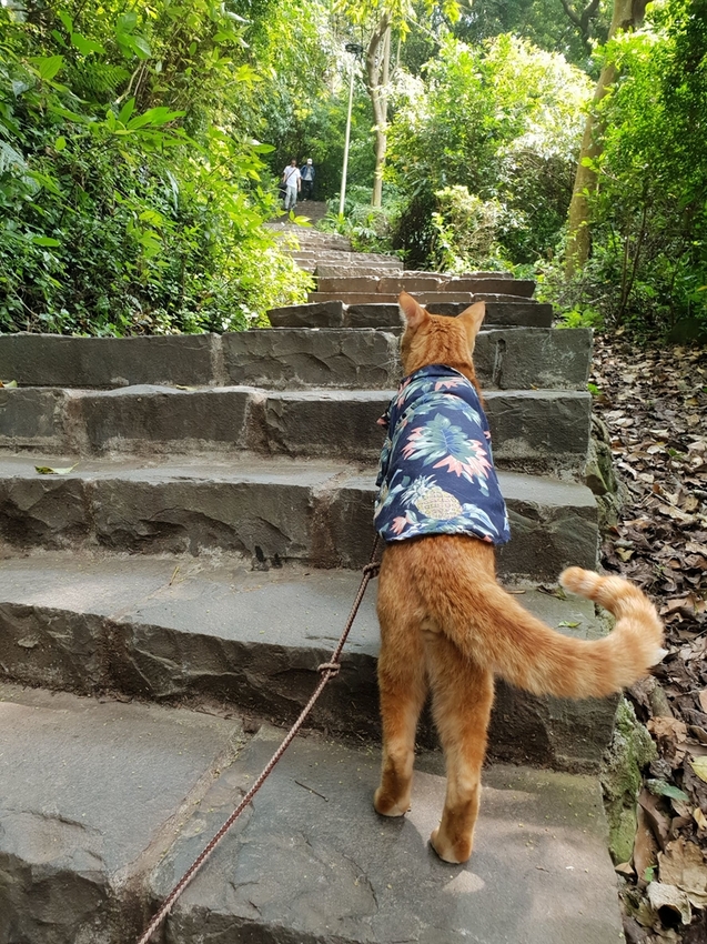 【新北.五股】觀音山硬漢嶺+bobo豹豹咖啡森林館內有多隻店貓