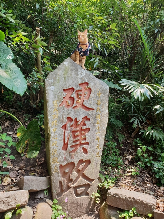 【新北.五股】觀音山硬漢嶺+bobo豹豹咖啡森林館內有多隻店貓